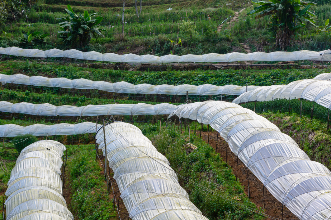 Flower farm