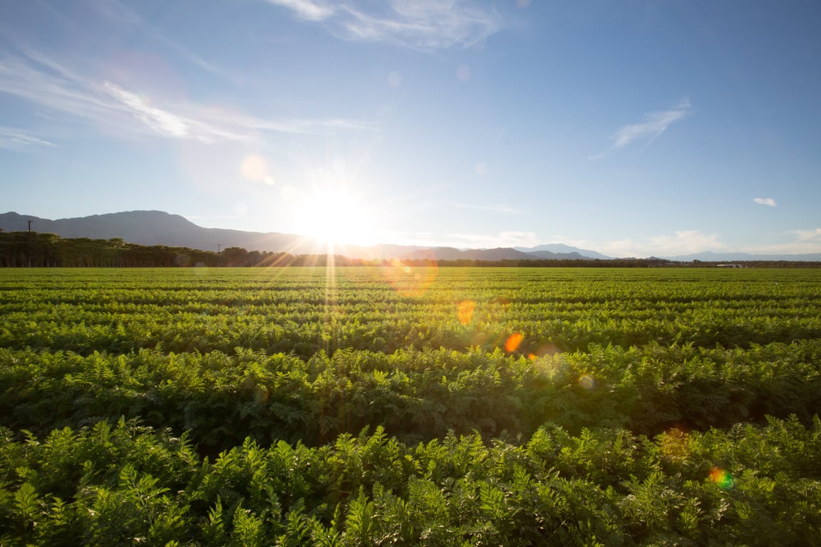 Agriculture land farm 